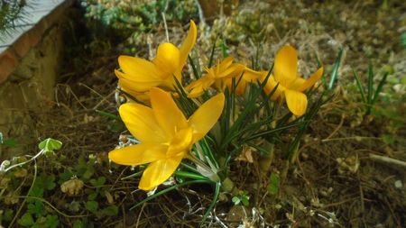 Februarie cu peste 10C: Crocusi