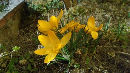 Februarie cu peste 10C: Crocusi