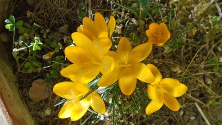 Februarie cu peste 10C: Crocusi