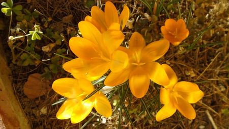 Februarie cu peste 10C: Crocusi