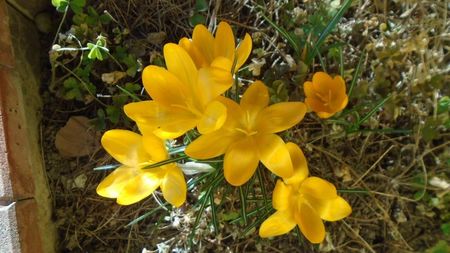 Februarie cu peste 10C: Crocusi