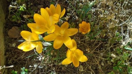 Februarie cu peste 10C: Crocusi