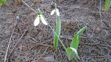 Februarie cu peste 10C: Ghiocei