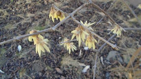 Februarie cu peste 10C: Arbustul zanei (Chimonanthus praecox)