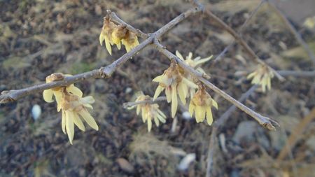 Februarie cu peste 10C: Arbustul zanei (Chimonanthus praecox)