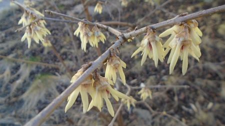 Februarie cu peste 10C: Arbustul zanei (Chimonanthus praecox)