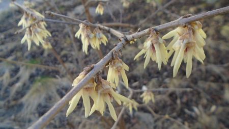 Februarie cu peste 10C: Arbustul zanei (Chimonanthus praecox)