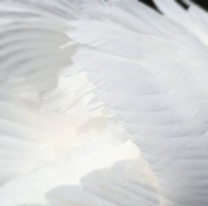 Angelic White ♡