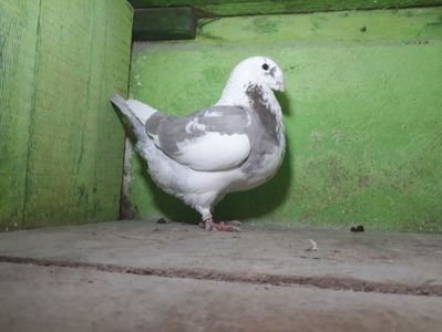 Vanduta
