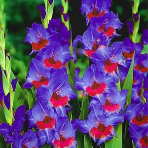 gladiola-red-baron2