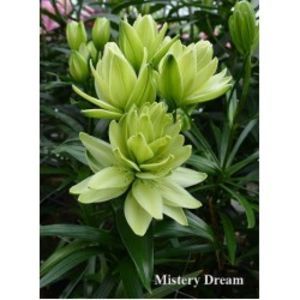 crini-double-mistery-dream-250x250