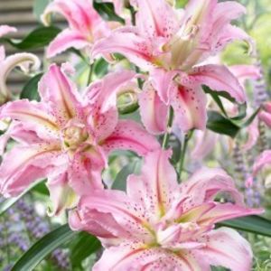 Lilium-db-Broken-Heart-250x250