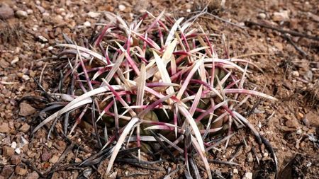 Thelocactus heterochromus Durango