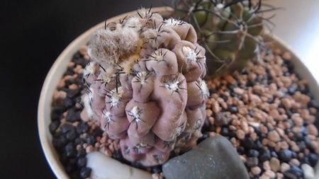 Eriosyce (Thelocephala) odieri (Neochilenia reichei)