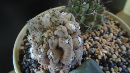 Eriosyce (Thelocephala) odieri (Neochilenia reichei)