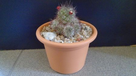 Mammillaria mazatlanensis