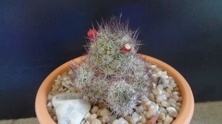 Mammillaria mazatlanensis