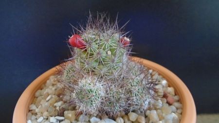 Mammillaria mazatlanensis