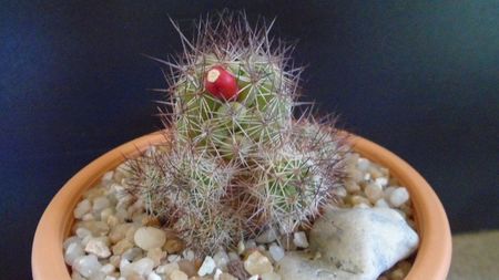 Mammillaria mazatlanensis