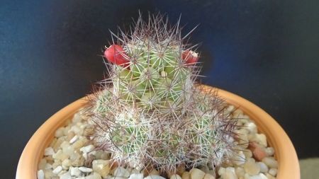 Mammillaria mazatlanensis