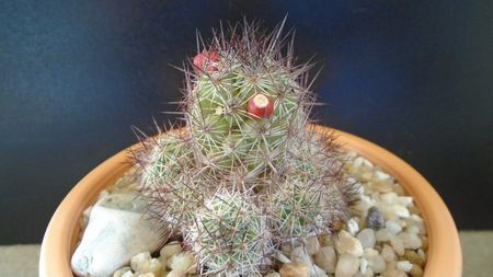 Mammillaria mazatlanensis