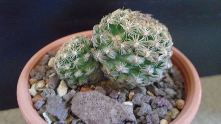 Pediocactus simpsonii (-10- -25C)