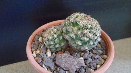 Pediocactus simpsonii (-10- -25C)