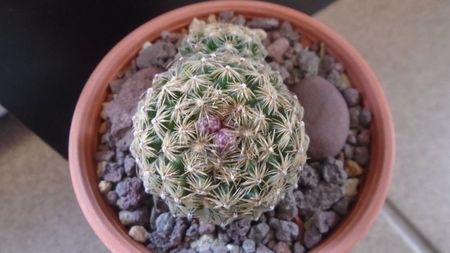 Pediocactus simpsonii (-10- -25C)