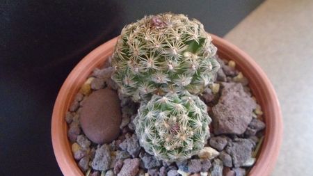 Pediocactus simpsonii (-10- -25C)