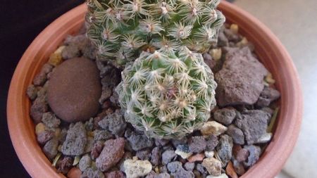 Pediocactus simpsonii (-10- -25C)