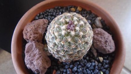 Pediocactus knowltonii  (-20C)