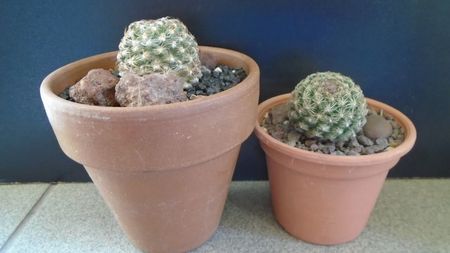 Pediocactus knowltonii  (-20C) & Pediocactus simpsonii (-10- -25C)