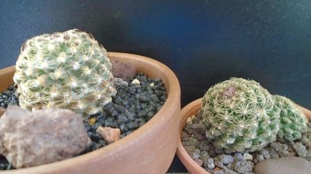 Pediocactus knowltonii  (-20C) & Pediocactus simpsonii (-10- -25C)