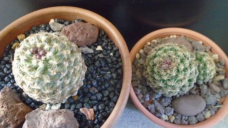 Pediocactus knowltonii  (-20C) & Pediocactus simpsonii (-10- -25C)