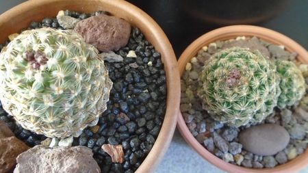Pediocactus knowltonii  (-20C) & Pediocactus simpsonii (-10- -25C)