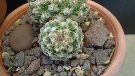 Pediocactus simpsonii (-10- -25C)