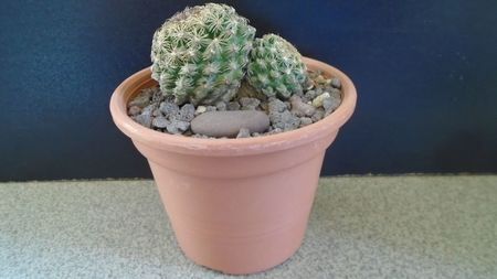 Pediocactus simpsonii (-10- -25C)