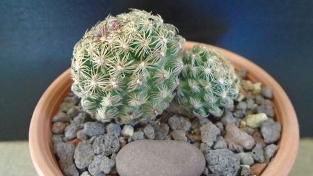 Pediocactus simpsonii (-10- -25C)
