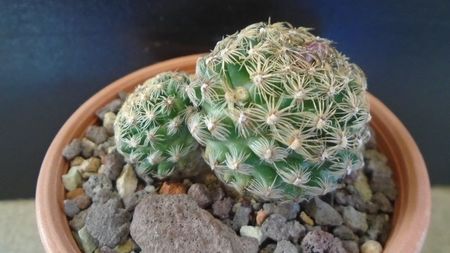 Pediocactus simpsonii (-10- -25C)