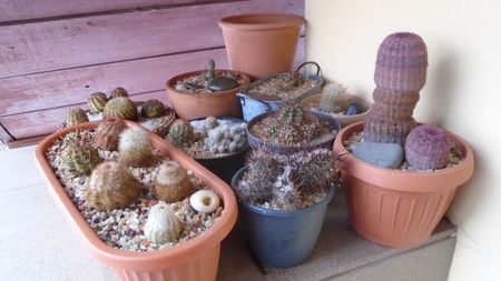 1 mart. 2022 - prima zapada din iarna asta - Cactusi winter hardy; Echinocereus
Opuntia
Escobaria
Austrocactus
