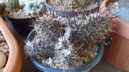 Austrocactus patagonicus, JPR 58.131Comodoro Rivadavia, Arg. (-20C)