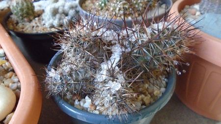 Austrocactus patagonicus, JPR 58.131Comodoro Rivadavia, Arg. (-20C)