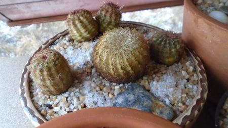 Grup de 4 Echinocereus viridiflorus; Echinocereus viridiflorus (-20 C)
Echinocereus viridiflorus bicefal (-20 C)
Echinocereus viridiflorus (-20 C)                  
Echinocereus carmenensis = Echino. viridiflorus ssp. correllii (-10 C)
