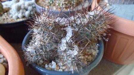 Austrocactus patagonicus, JPR 58.131Comodoro Rivadavia, Arg. (-20C)