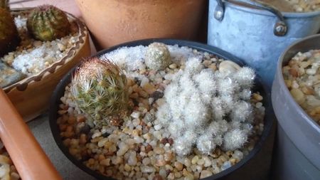 Grup de 3 Escobaria; Escobaria hesteri (-12C)   
Escobaria sneedii ssp. leei (-17C)
Escobaria vivipara v. alversonii, SB1800 (-30C)
