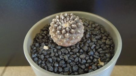 Eriosyce napina v. tenebrica (Thelocephala tenebrica), Atacama, Rio Choros, Chile