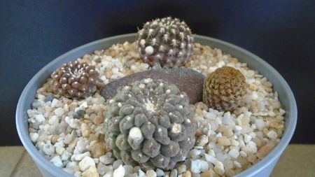 Eriosyce odieri ssp. glabrescens (Thelocephala glabrescens)