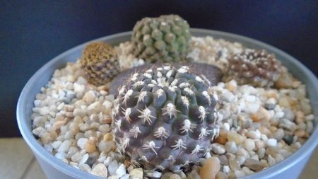Eriosyce odieri ssp. krausii (Thelocephala krausii)