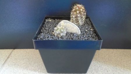 Copiapoa calderana & Copiapoa maritima