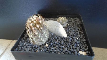 Copiapoa calderana & Copiapoa maritima